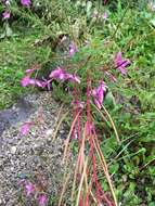 Image de Epilobium dodonaei Vill.