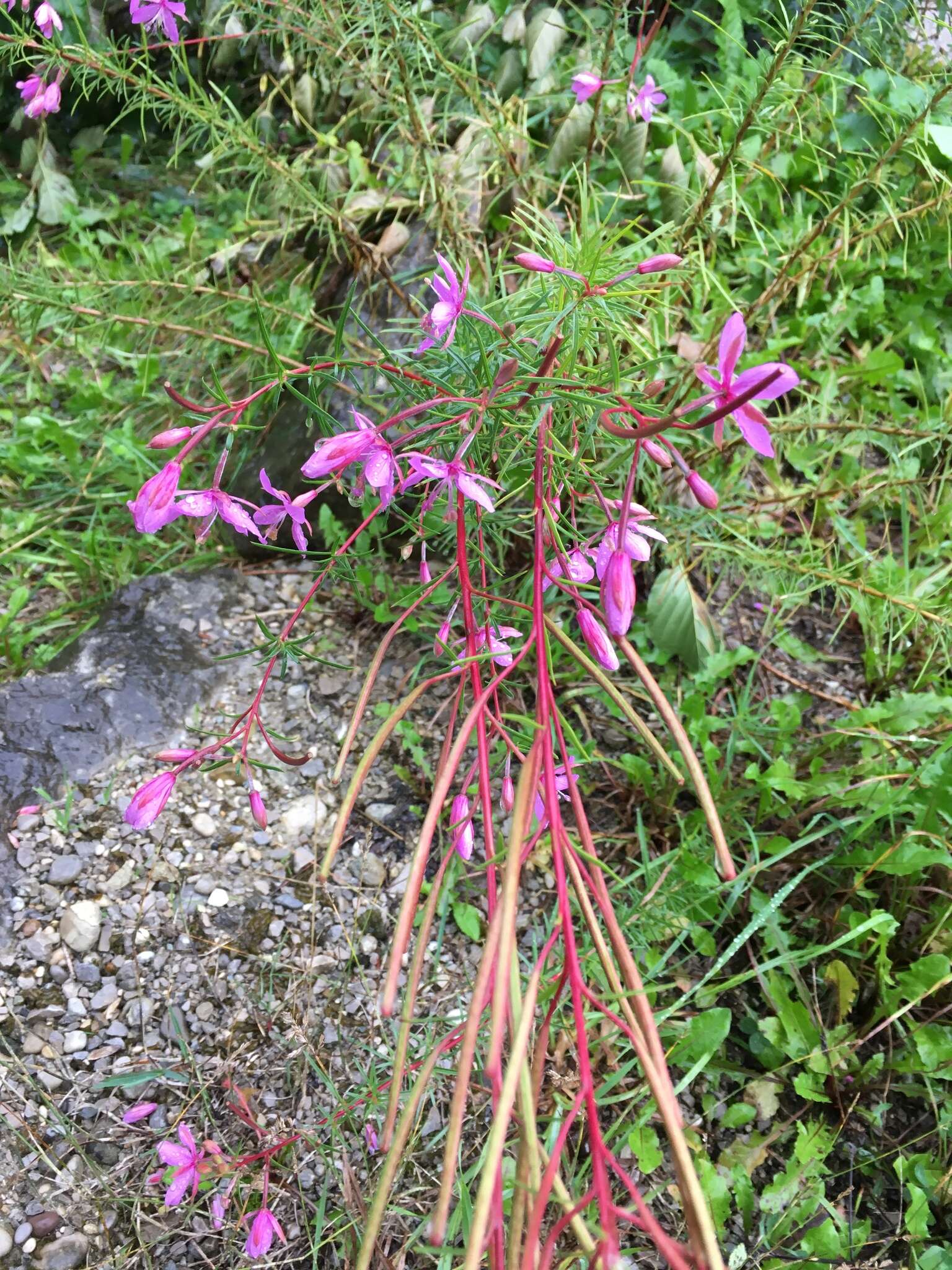 Image de Epilobium dodonaei Vill.