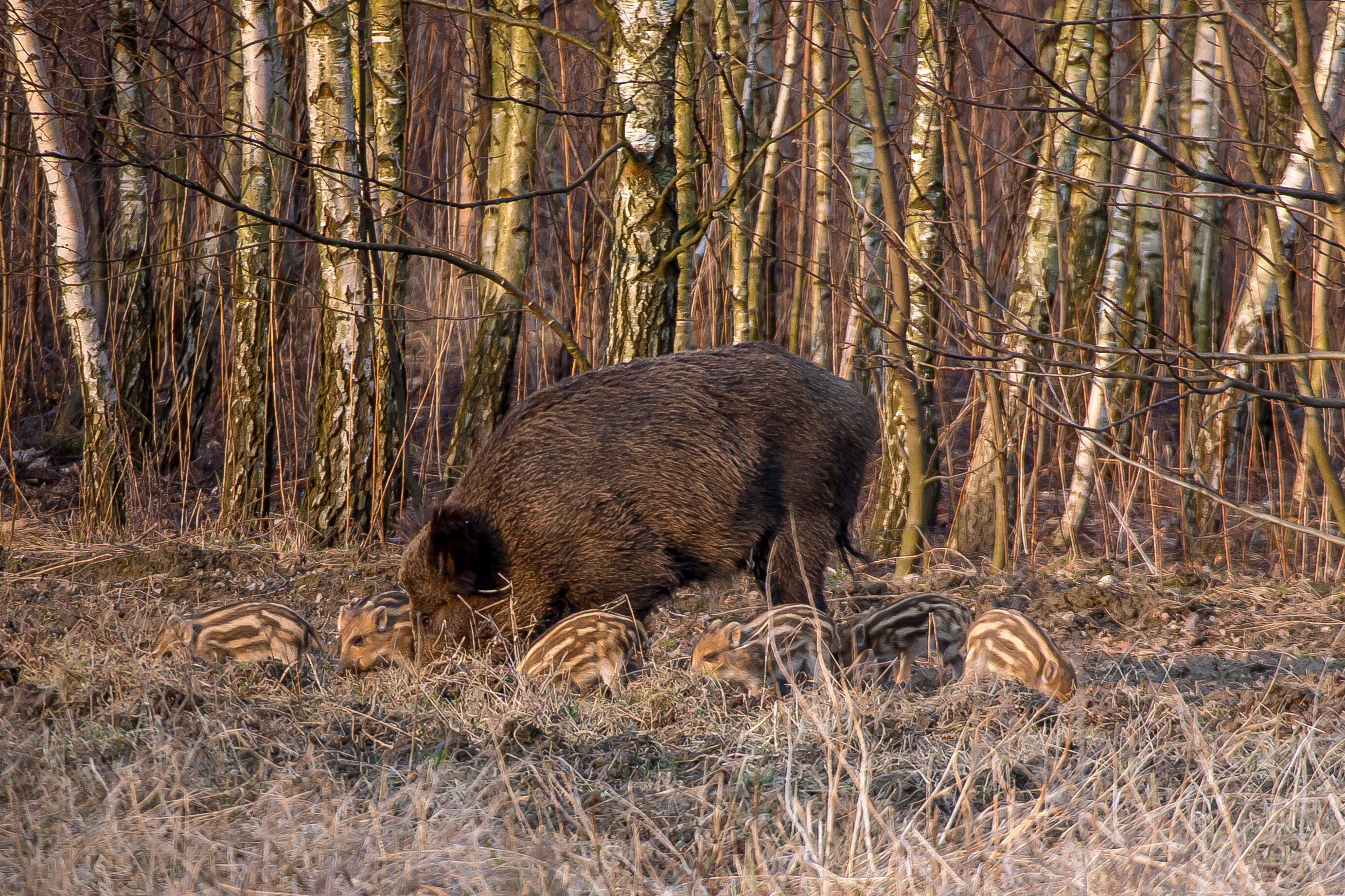 Imagem de Sus scrofa scrofa Linnaeus 1758