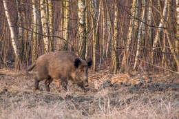 Imagem de Sus scrofa scrofa Linnaeus 1758