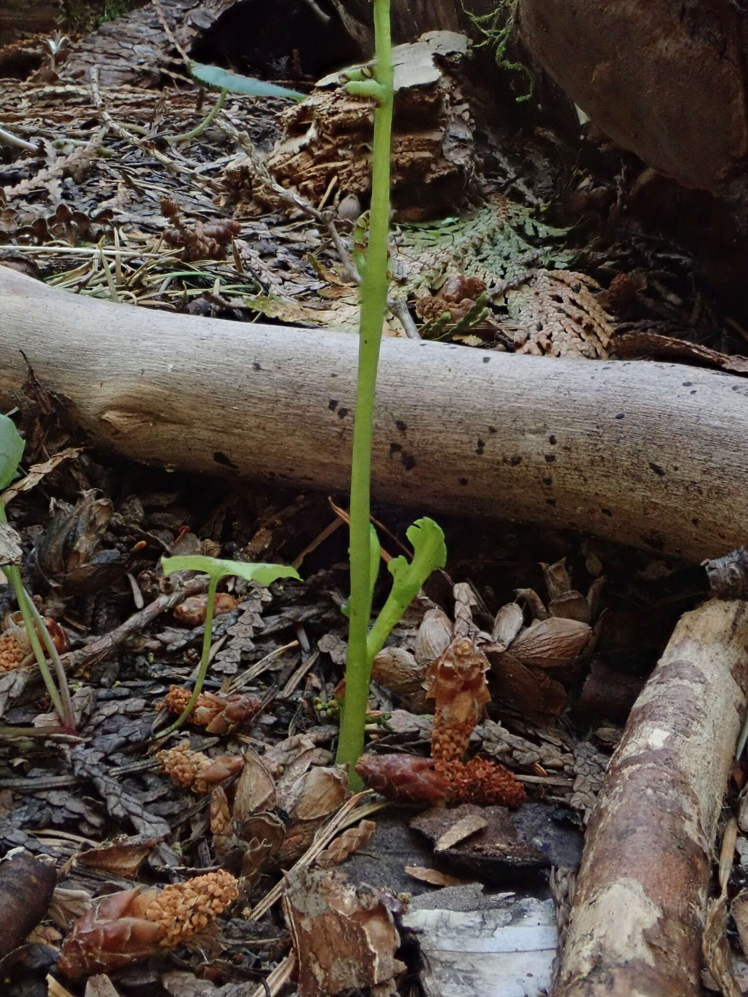 Imagem de Botrychium montanum Wagner