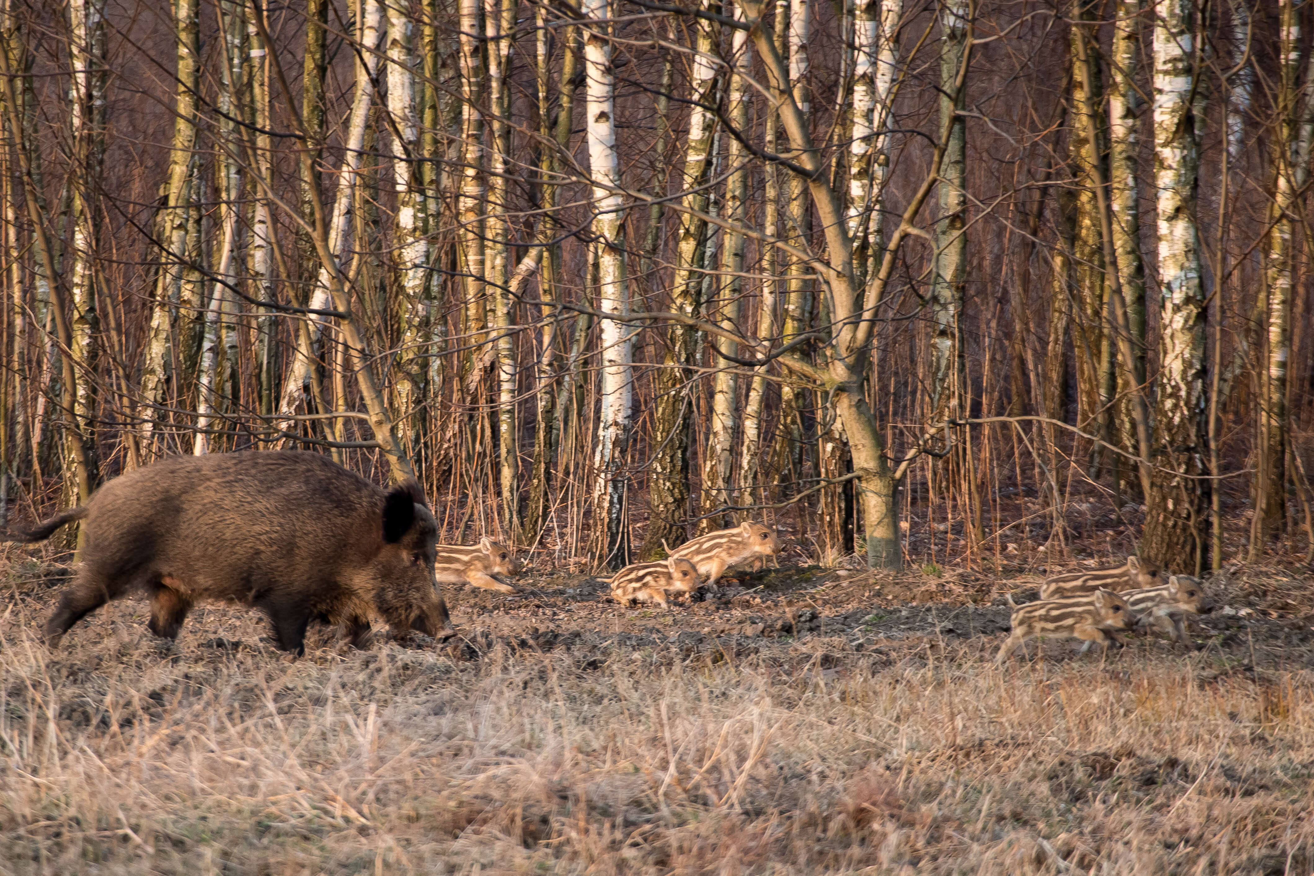 Imagem de Sus scrofa scrofa Linnaeus 1758