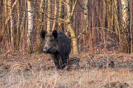 Imagem de Sus scrofa scrofa Linnaeus 1758