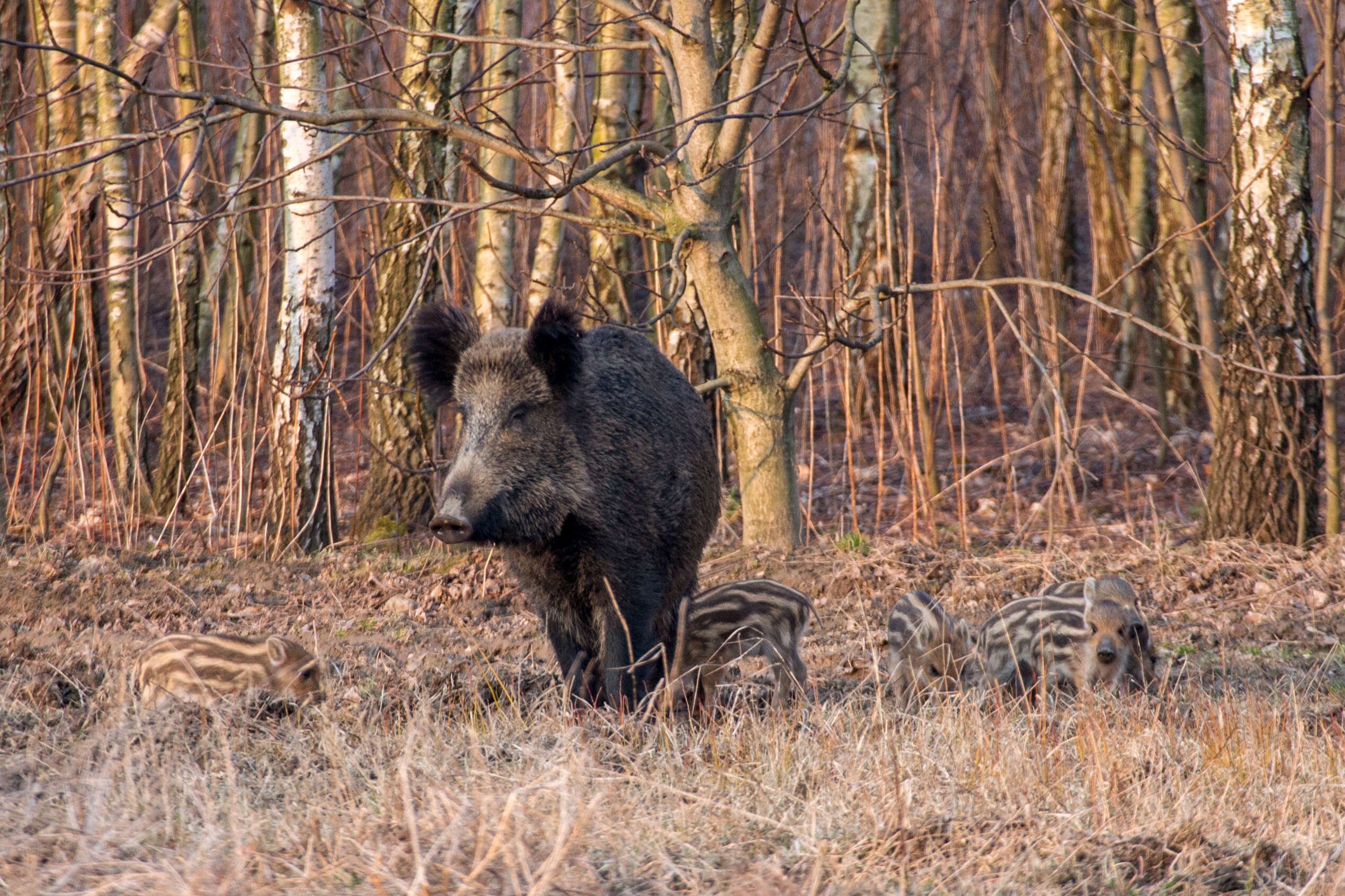 Image of Domestic Pig