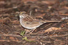 Image of White-throated Sparrow