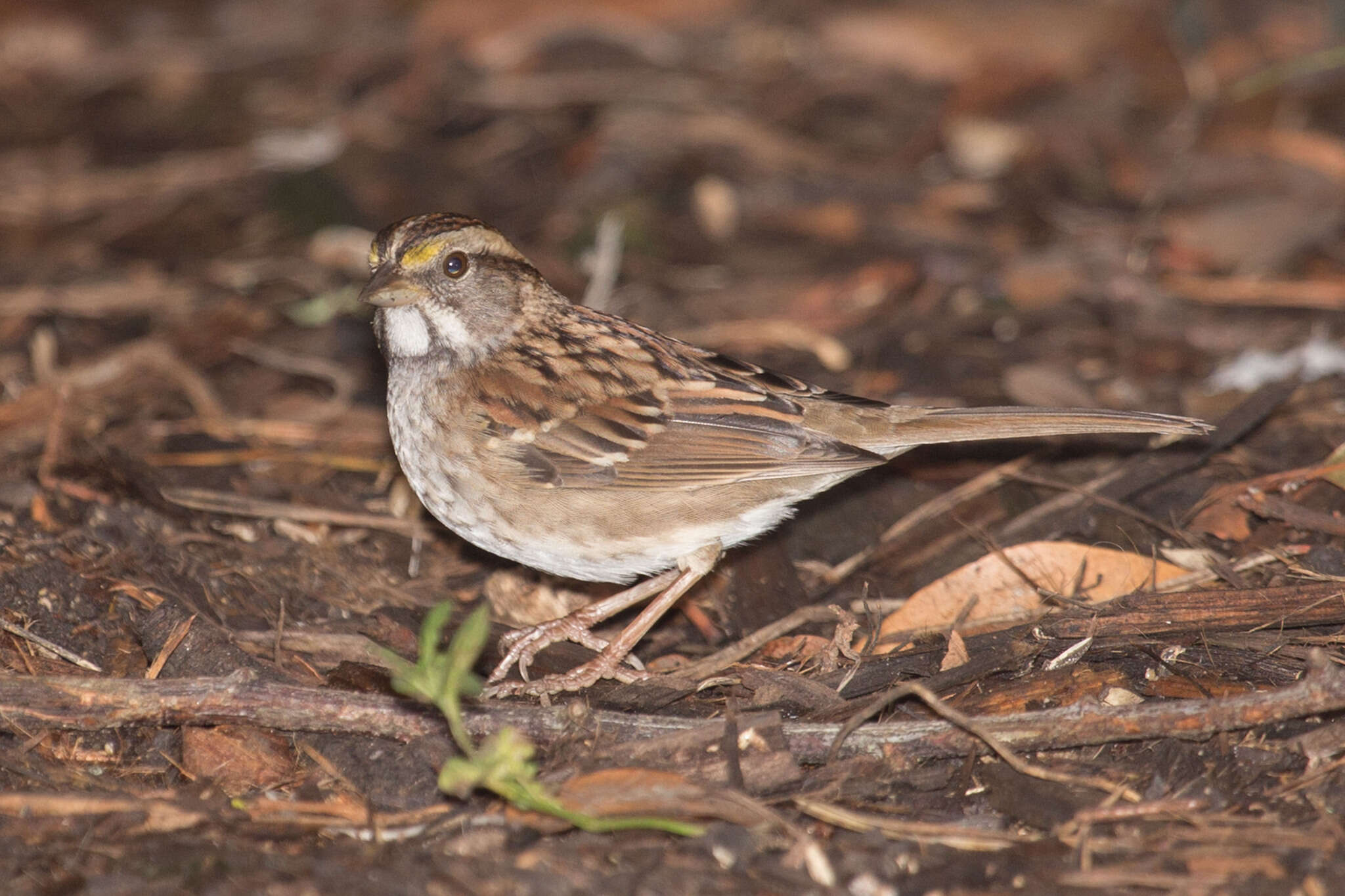 Image of White-throated Sparrow