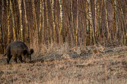 Imagem de Sus scrofa scrofa Linnaeus 1758