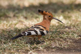 Image of African Hoopoe