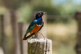 Image of Superb Starling