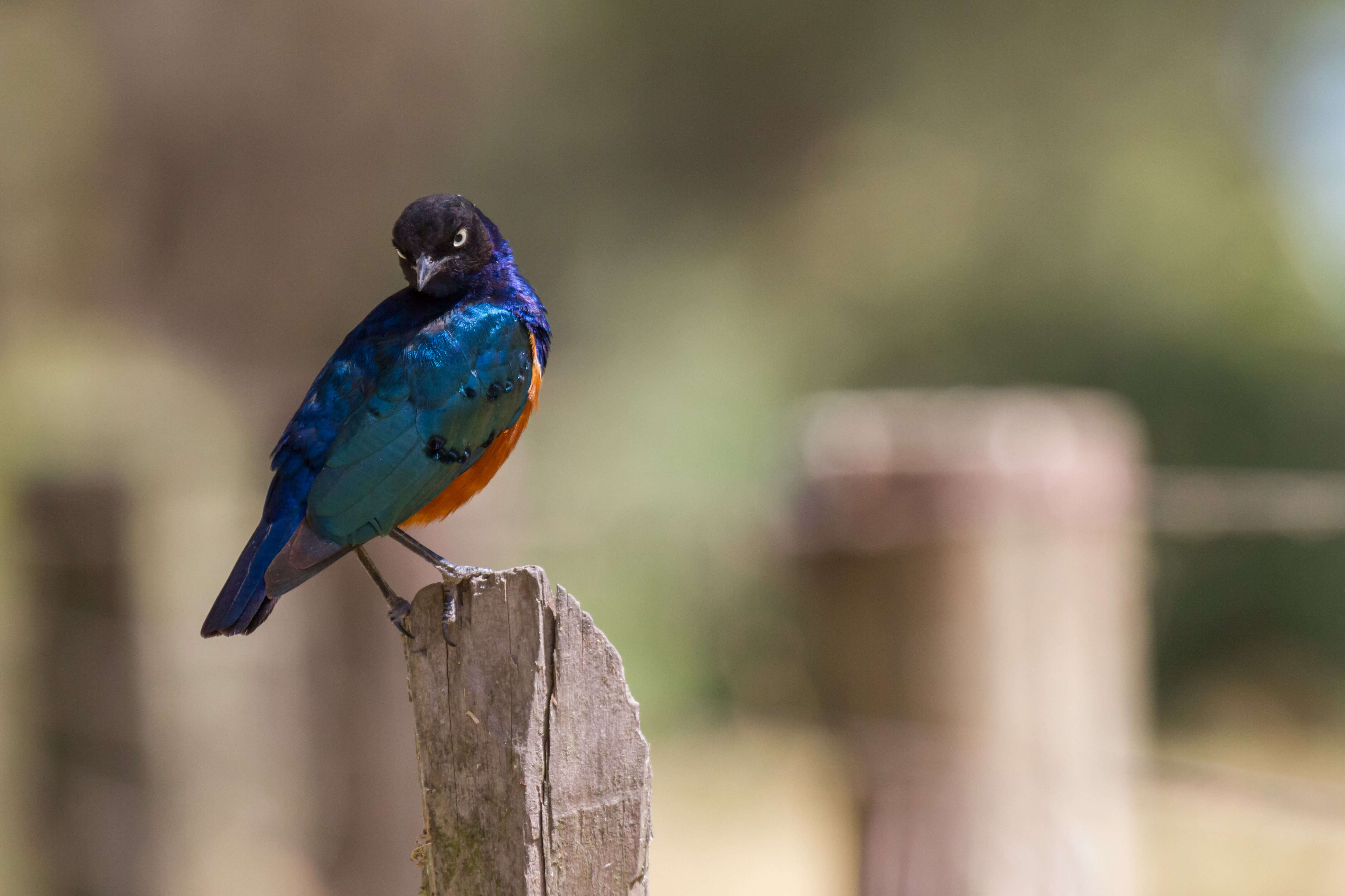 Image of Superb Starling