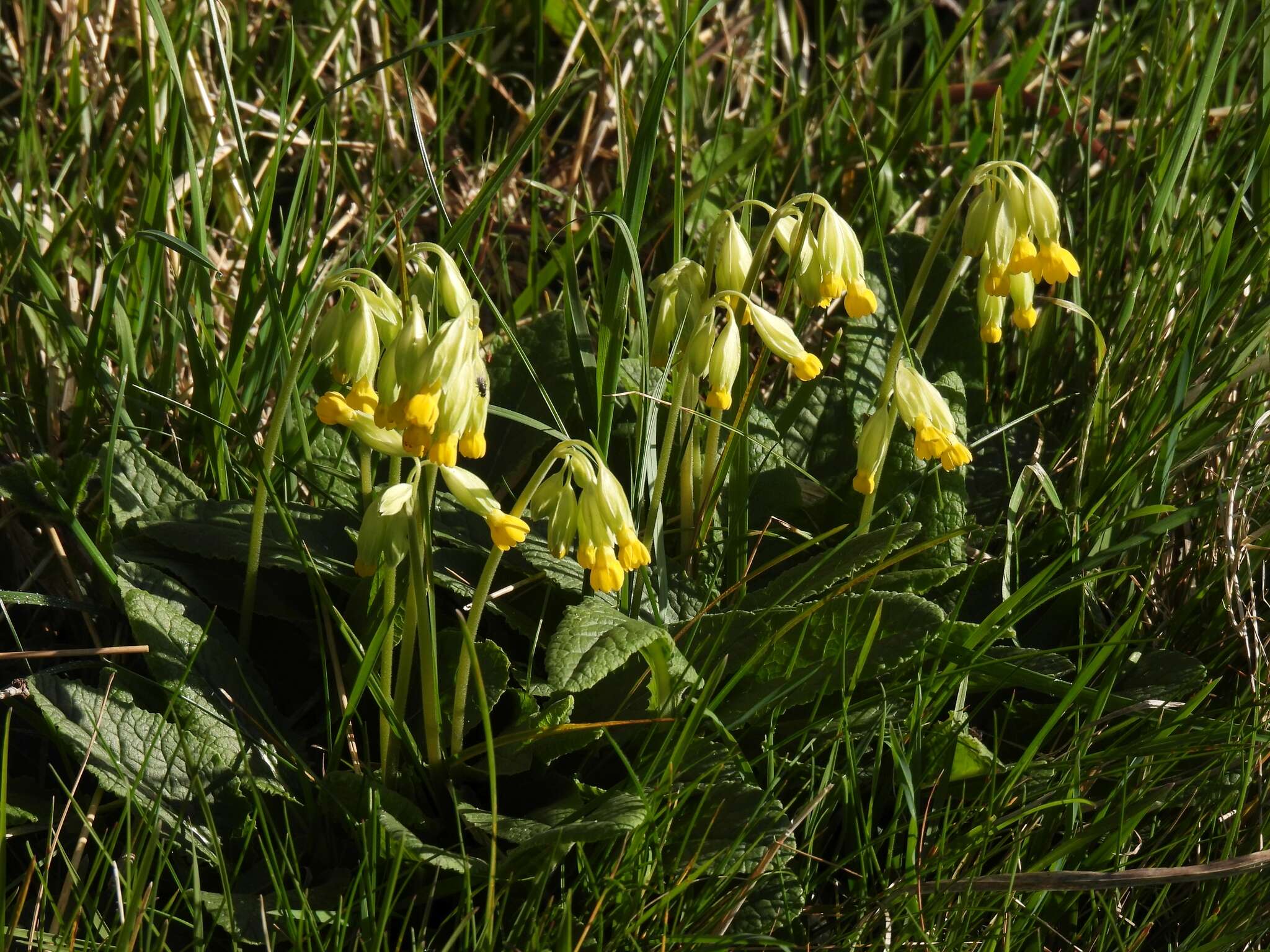 Image of Primula veris subsp. veris