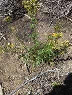 Image of Desert Ragwort