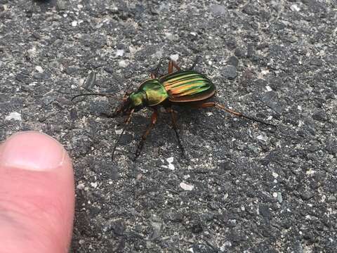 Imagem de Carabus (Tachypus) auratus Linnaeus 1760