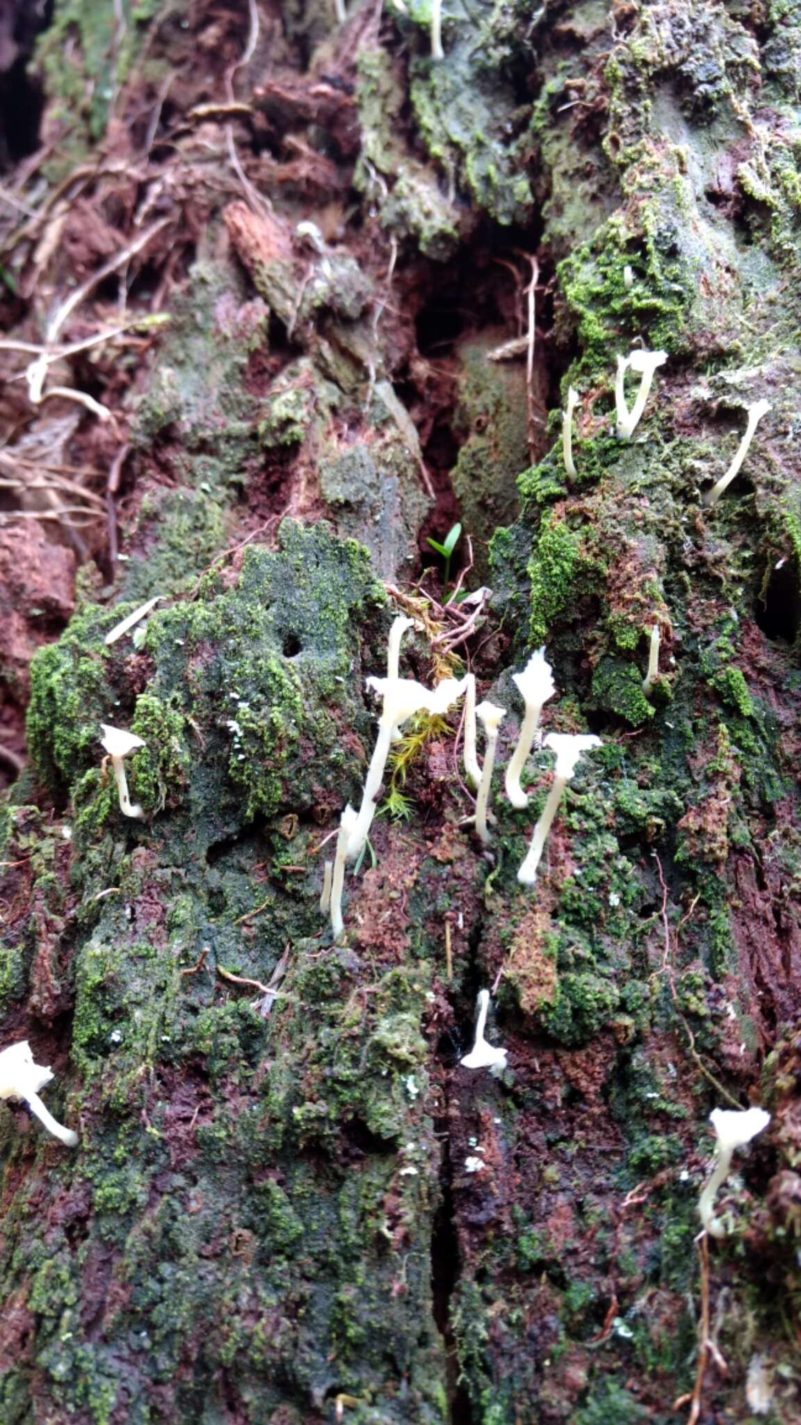 صورة Lichenomphalia umbellifera (L.) Redhead, Lutzoni, Moncalvo & Vilgalys 2002