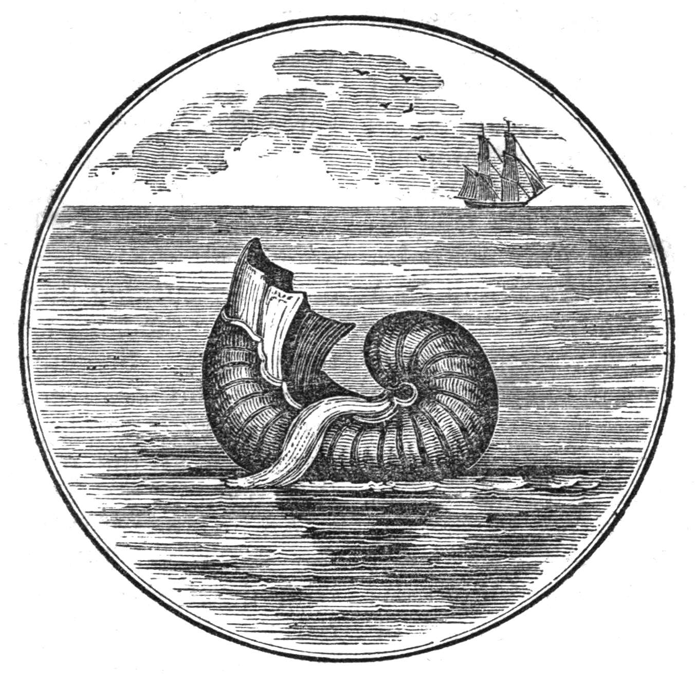 Image of Argonaut