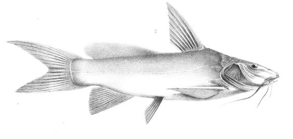 Image of <i>Ancharius fuscus</i> Steindachner 1880