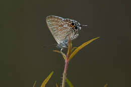 Image of Theclinesthes onycha (Hewitson 1865)