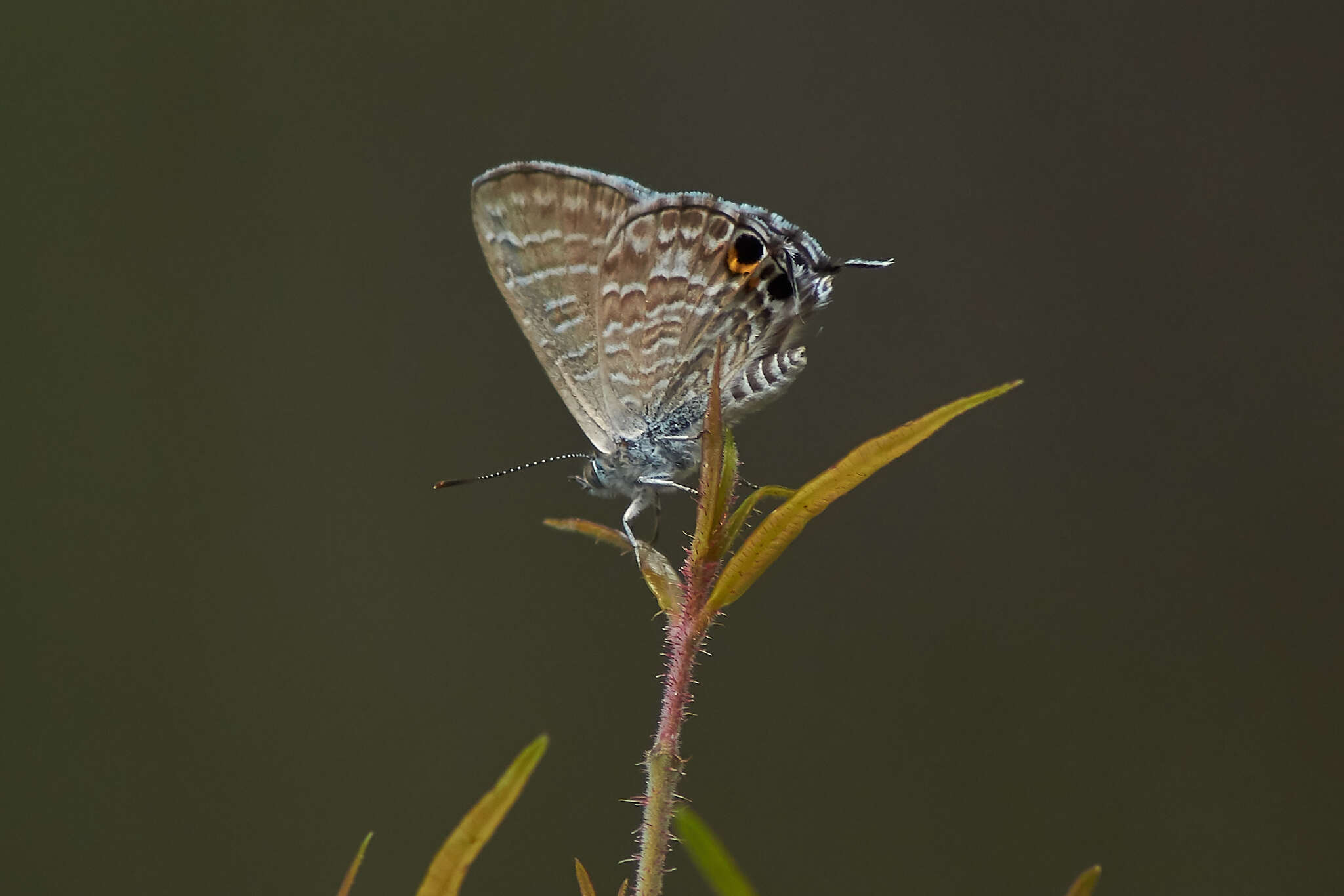 Image of Theclinesthes onycha (Hewitson 1865)