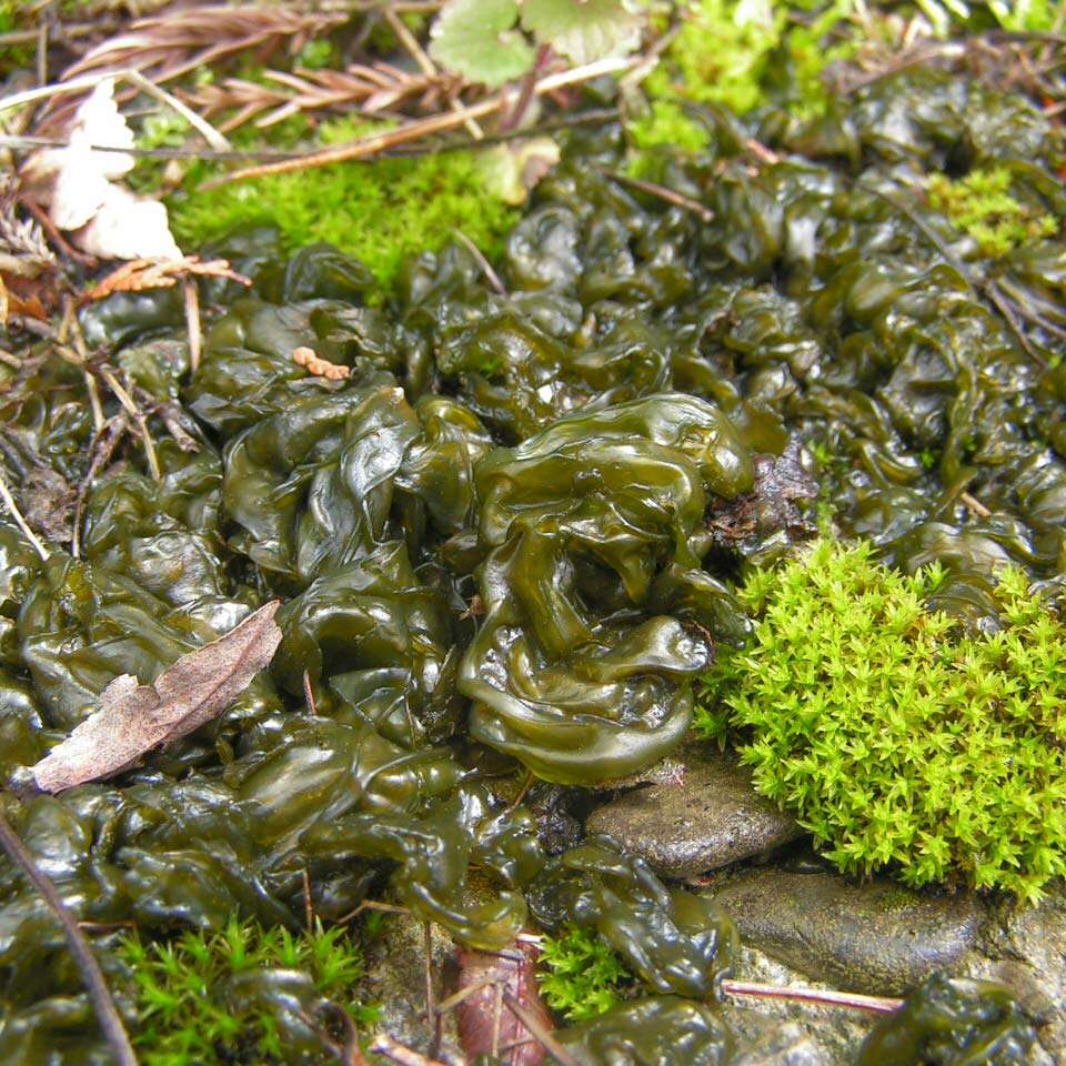 Image of Nostoc commune