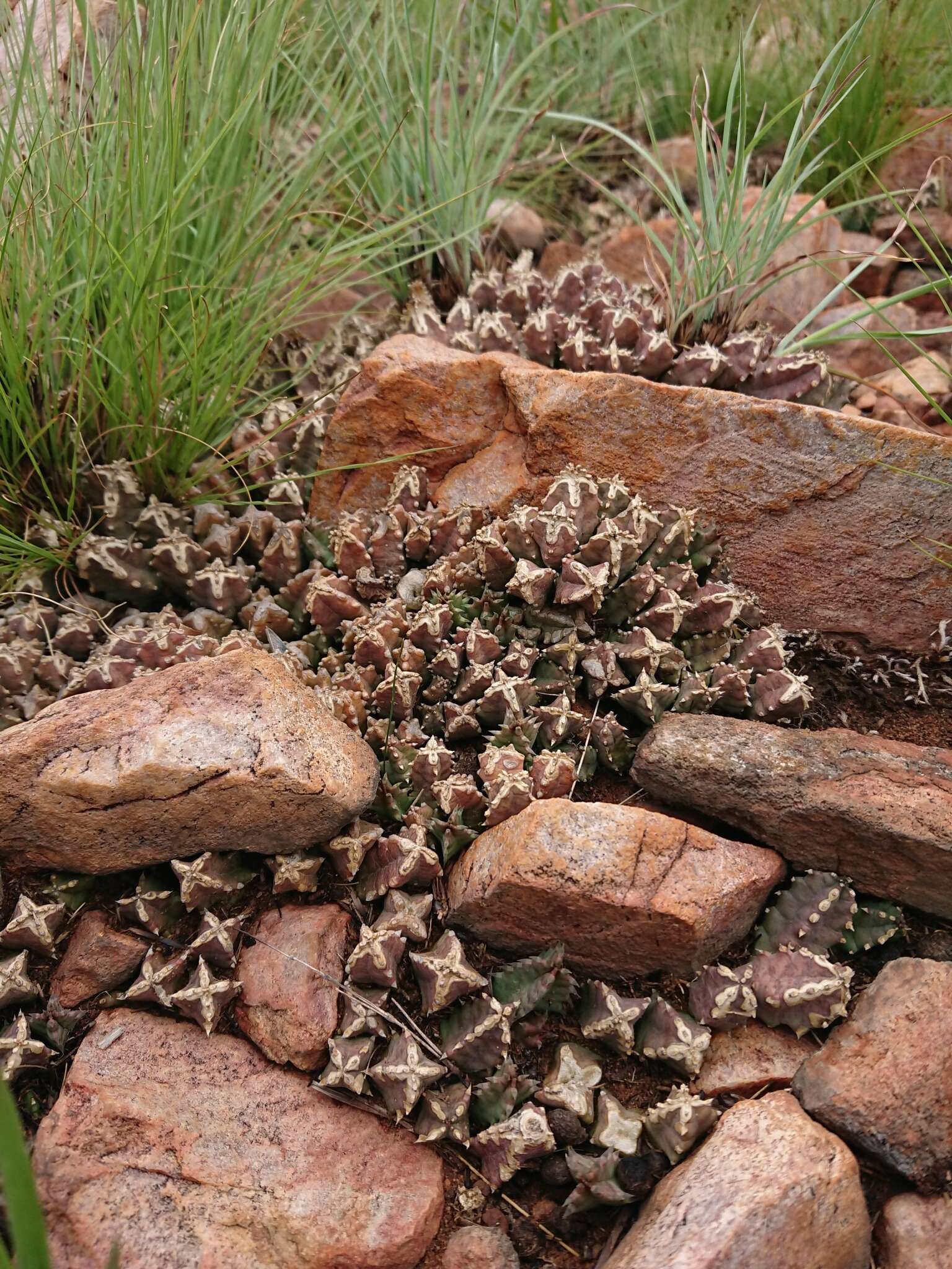 Image of Ceropegia loeseneriana (Schltr.) Bruyns