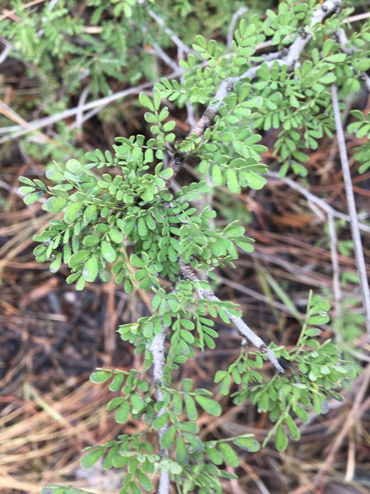 Plancia ëd Archidendropsis basaltica (F. Muell.) I. C. Nielsen