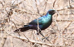 Image of Burchell's Glossy-Starling