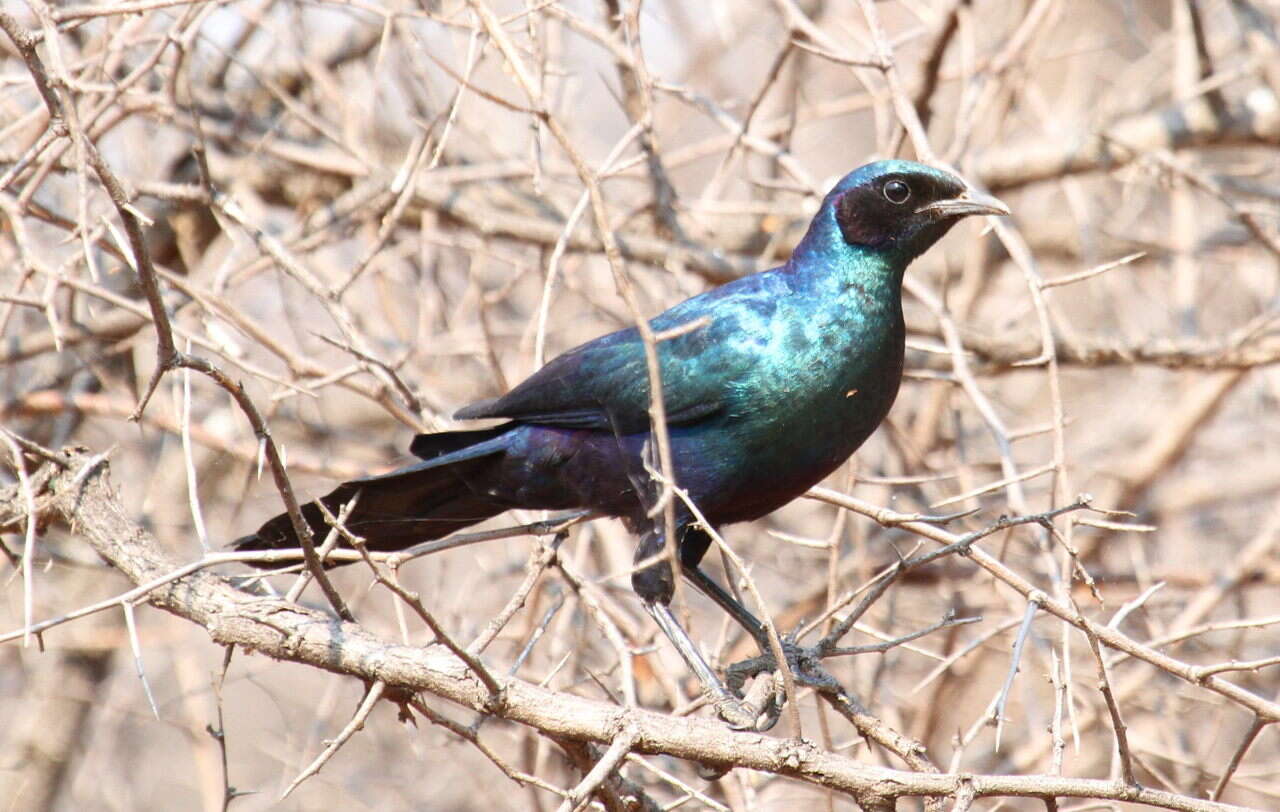 Image of Burchell's Glossy-Starling