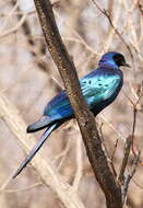 Image of Burchell's Glossy-Starling