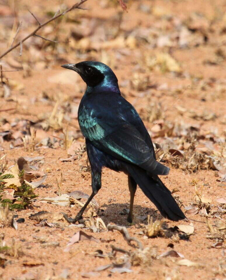 Image of Burchell's Glossy-Starling