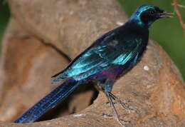 Image of Burchell's Glossy-Starling