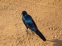 Image of Burchell's Glossy-Starling