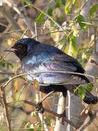 Image of Burchell's Glossy-Starling