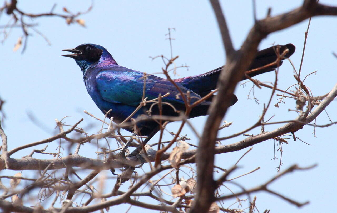 Image of Burchell's Glossy-Starling