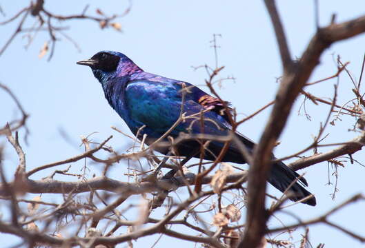 Image of Burchell's Glossy-Starling