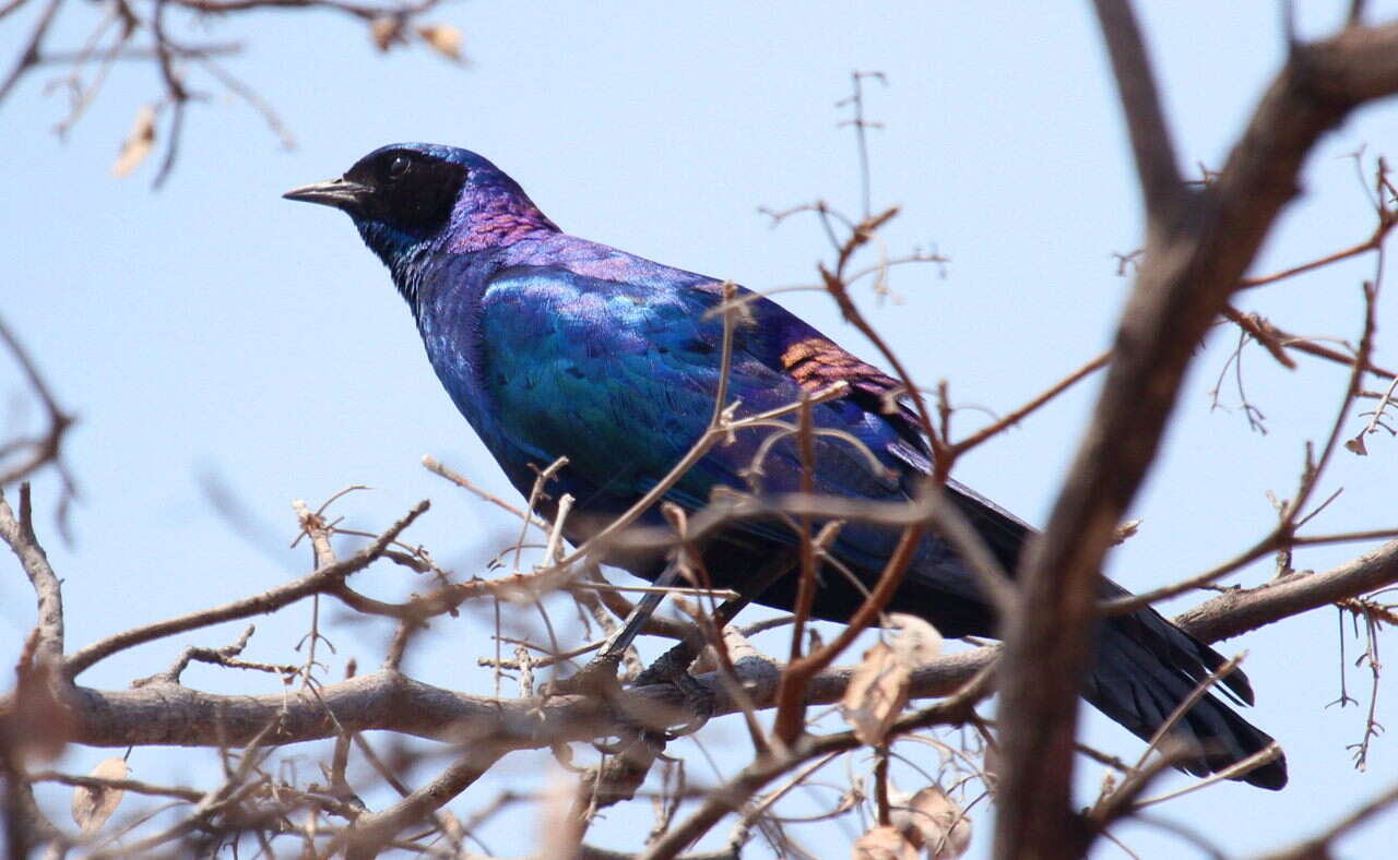 Image of Burchell's Glossy-Starling