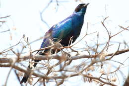 Image of Burchell's Glossy-Starling