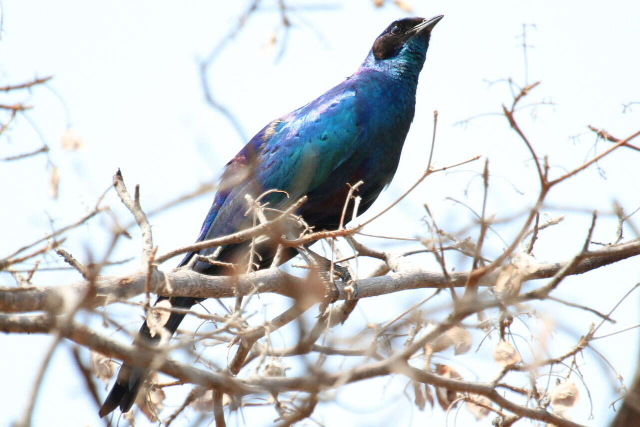 Image of Burchell's Glossy-Starling