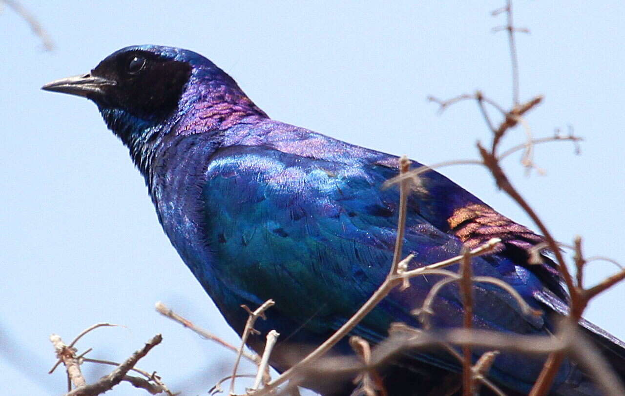 Image of Burchell's Glossy-Starling