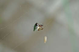 Image of Dewdrop spider