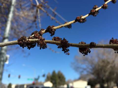 Image of Siberian Elm