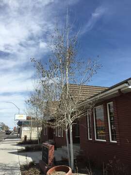 Image of quaking aspen