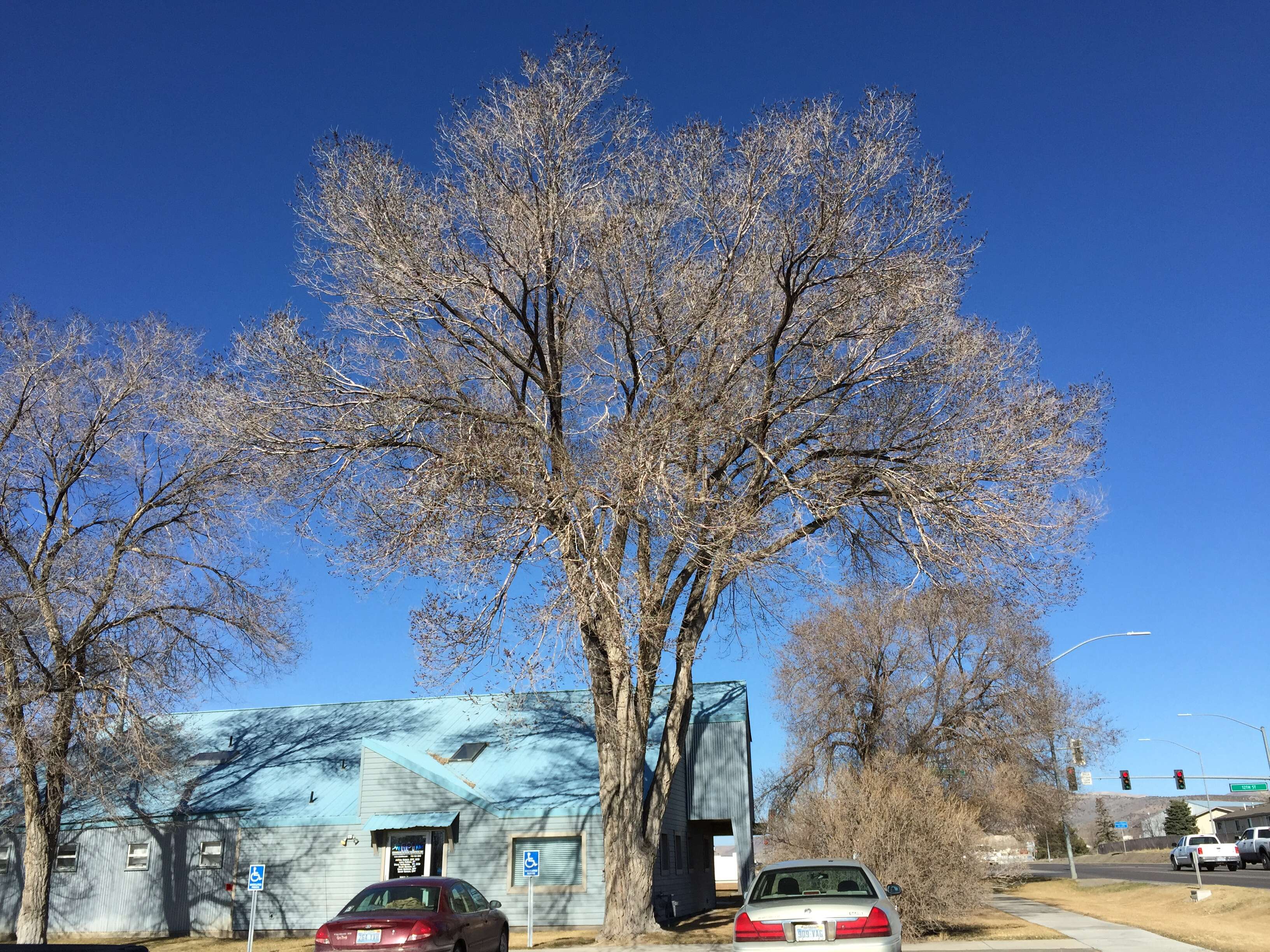 Image of Siberian Elm