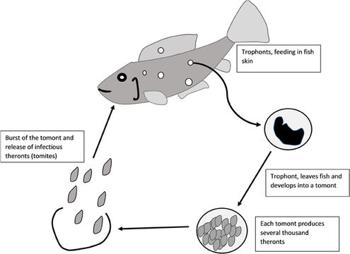Image of <i>Ichthyophthirius multifiliis</i>
