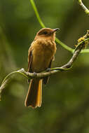 Image of Rufous Mourner