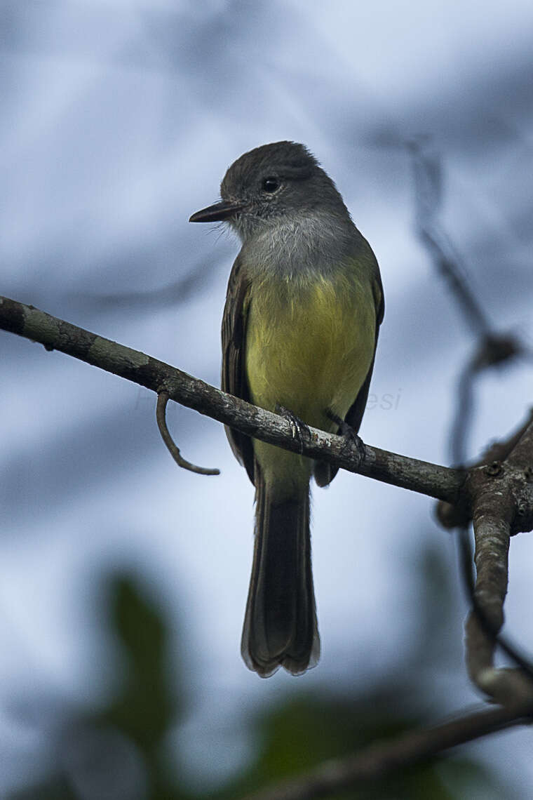 Image of Panama Flycatcher