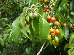 Cordia caffra Sond. resmi