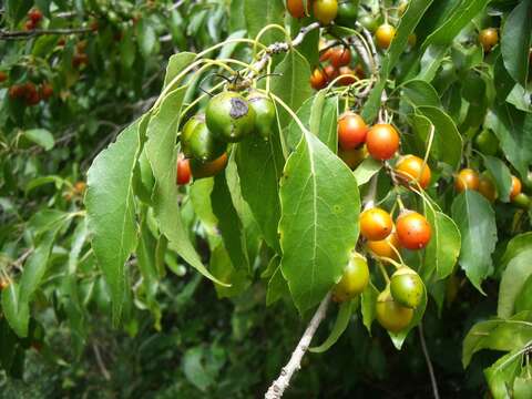 Cordia caffra Sond. resmi