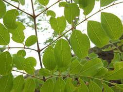 Image de Moringa concanensis Nimmo