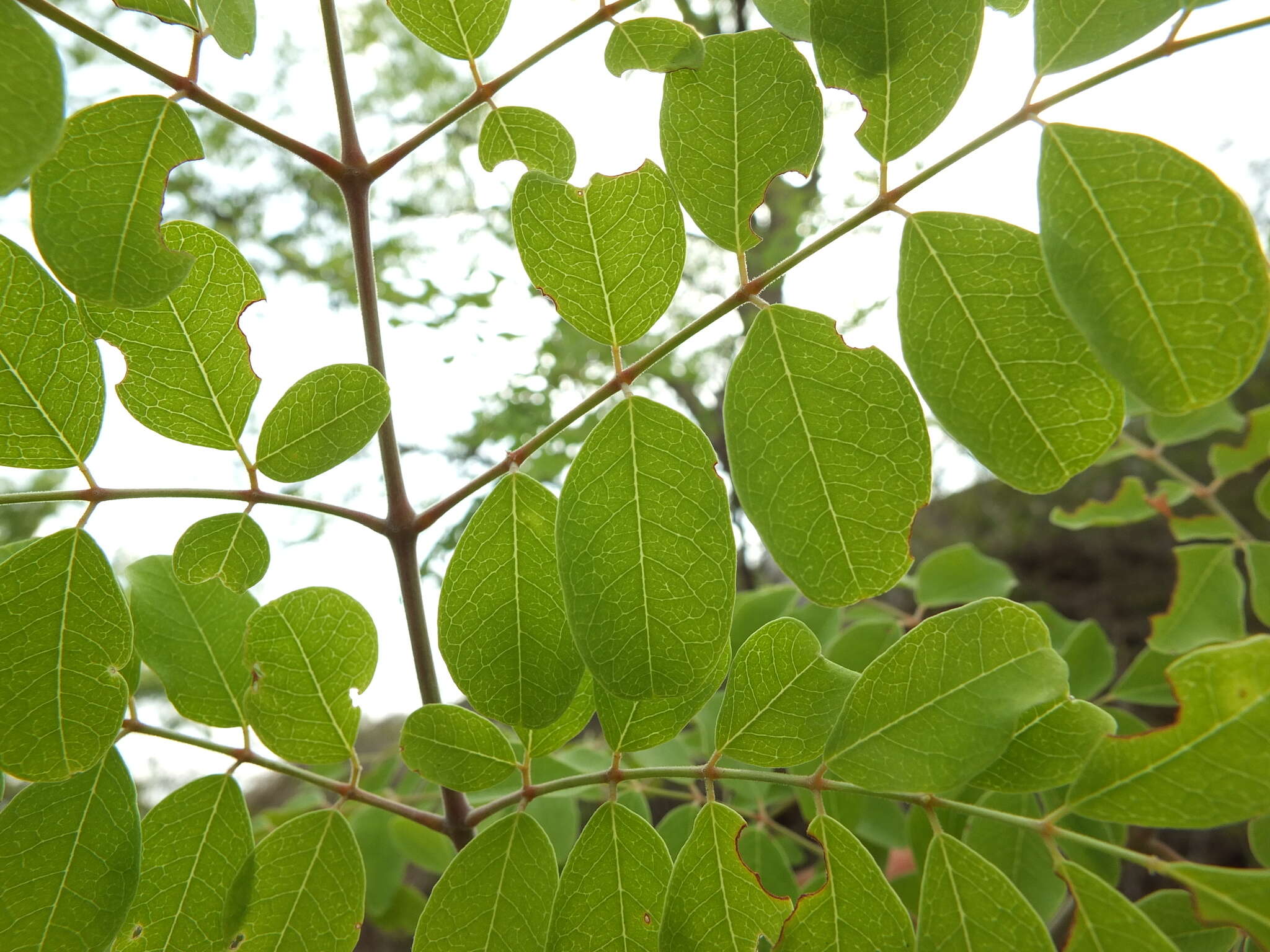 Imagem de Moringa concanensis Nimmo