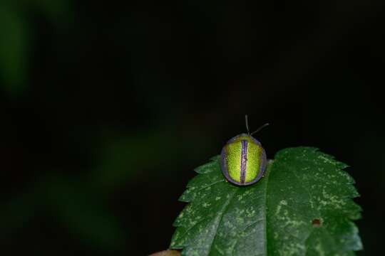 Слика од Physonota nitidicollis Boheman 1854